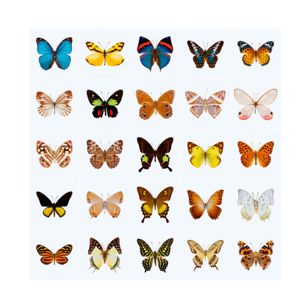 Wanddecoratie met vlinders